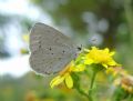 Celastrina argiolus